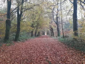 Garvagh Forest Picture