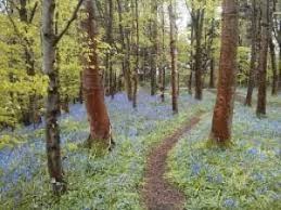 Garvagh Forest Bluebells